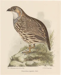 rapphöna (francolinus jugularis)