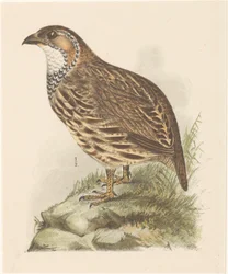 ヤマウズラ (francolinus jugularis) スウェーデン