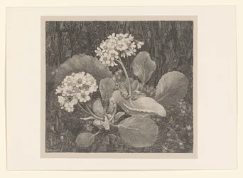 Primrosa i mossan Flower Studies (original serietitel)