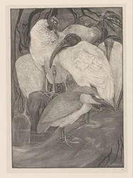 Fem ibisar och en natthäger Animal Studies (original serietitel)