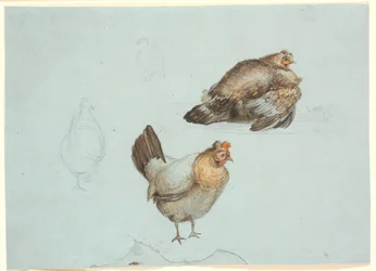 Kycklingar. Studie