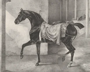 Svart häst uppbunden i ett stall, 1822