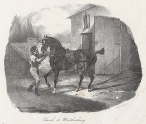 Mecklenburghäst (A Mecklenburg Horse)
