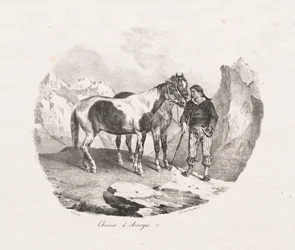 Auvergne hästar