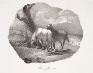 Flamländska hästar