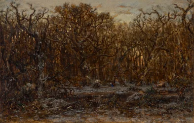 Skog vid solnedgången på vintern