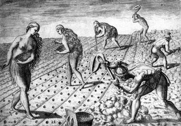 Jordbruk bland de infödda i Sydamerika - i ""Admirante Narratio Americae"", av Théodore de Bry