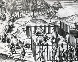 Elefantjakt i kungariket Pegu, nu Myanmar, av Theodor de Bry (1528-1598), gravyr