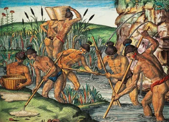 Guldgrävare i Florida, färgad gravyr av Theodor de Bry (1528-1598) från en målning av Jacques le Moyne de Morgues (ca 1533-före 1588), från Brevis Narratio