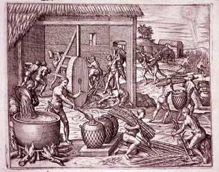 Amerikas historia: skörd av sockerrör och sockerproduktion av indiska slavar som arbetar för de spanska conquistadorerna (gravyr