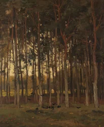 Utsikt i skogen