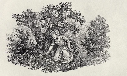 En tjej samlar blommor från "History of British Birds and Quadrupeds"
