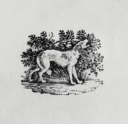 En hund från "History of Quadrupeds", 1800-talet