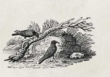 Kråkor (Corvus corone corone) från "History of British Birds" volym I, pub. 1797 (trästick)
