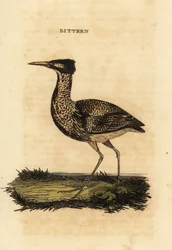 Eurasian bittern eller stor bittern, Botaurus stellaris