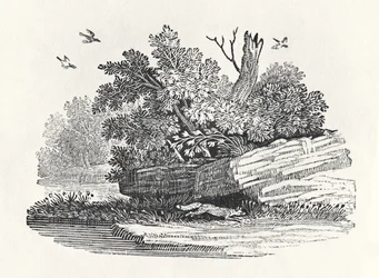 Fox escapeing, från 