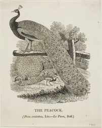 Påfågel