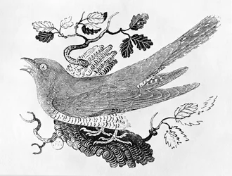 The Cuckoo (Cuculus canorus) från "History of British Birds" volym I, pub. 1797 (trästick)