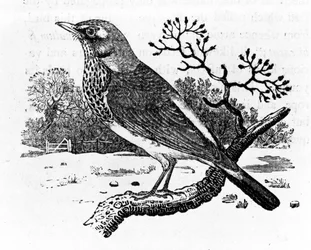 Björktrast, illustration ur "A History of British Birds" av Thomas Bewick, först publicerad 1797