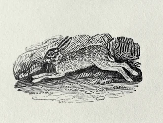 Haren från "History of British Birds and Quadrupeds"