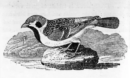 The Mountain Sparrow, illustration från "A History of Birds" av Thomas Bewick, publicerad första gången 1797