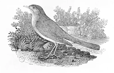 Näktergal (Luscinia megarhynchos) från "History of British Birds" Volume I, pub. 1797 (trägravyr)