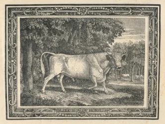 The Wild Bull of Chillingham