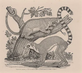 Två lemurer, från "General History of Quadrupeds"