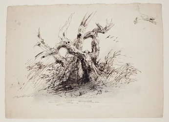 Knotiga trädstammar, ca 1826 (penna  bläck över grafit på papper)