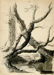 Sketch of Tree Trunks, ca 1825-40 (svart bläck, penna, tvätt & penna på vitt papper)