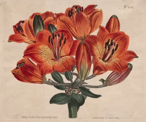 The Botanical Magazine eller Flower Garden Visas: ...Orange-Lily, 1807.