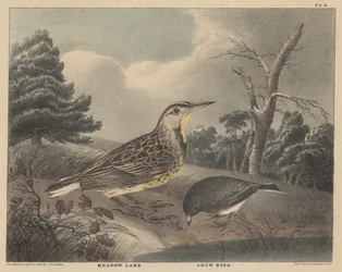 Meadow Lark and Snow Bird, från 
