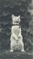 Katt i Eakins
