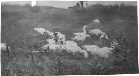 Gäss på platsen för att laga nätet, Gloucester, N.J., 1881.