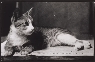 Fru Thomas Eakins katt