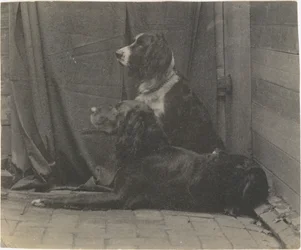 [Thomas Eakins hund Harry och en annan setter], 1880-talet, 1880-talet.