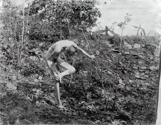 Thorn Puller, ca. 1883.