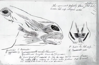 Untitled Anatomical Study Of Horse