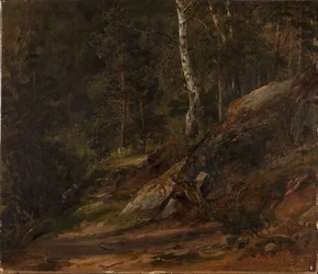 Skogsstudie från Romsdal