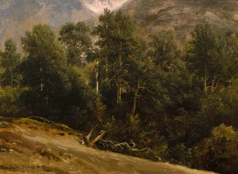 Skog i Romsdal