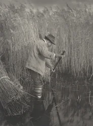 En vassskärare i arbete,1886 (foto)