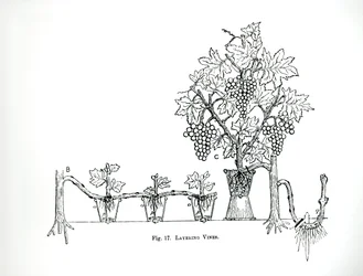 Layering vinstockar, från Thomas Mawsons "The Art and Craft of Garden Making", publicerad 1900 (gravyr) (s/v foto)