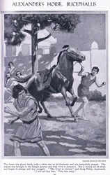 Alexanders häst, Bucephalus: hästen var glänsande svart med en vit stjärna i pannan, ca 1950 (litografi)