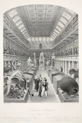 Hunterian Museum, Royal College of Surgeons, från puben "London Interiors with their Costumes and Ceremonies". Joseph Mead, London, ca 1843 (stålgravyr)