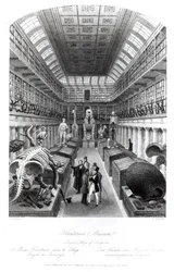 The Hunterian Museum, illustration till 