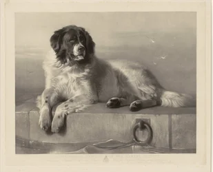 Porträtt av räddningshunden Bob, liggande på en brygga En framstående medlem av Humane Society (titel på objekt)