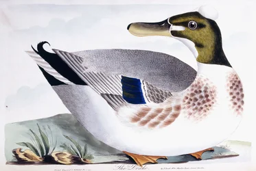 Draken, 1791-96