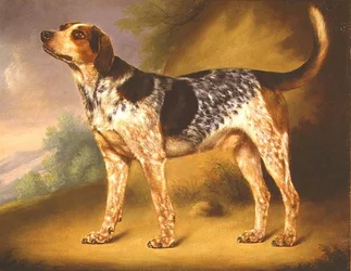 Richard Stracheys Hound "Glancer"