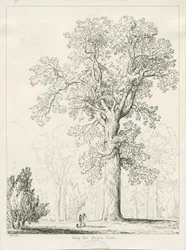 Blithfield - King Oak: ritning med penna och bläck