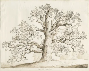 Blithfield - Squich Oak: penna och tvätt, 1837
